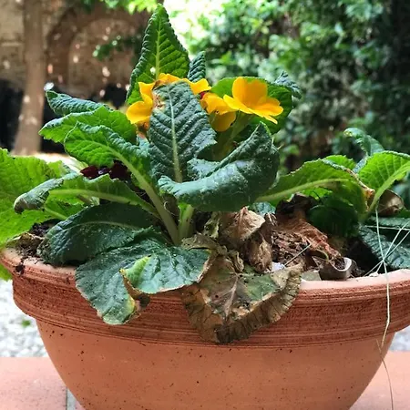 Apartment Hostly - Garden House Near The Tower - Historical House With Private Garden Pisa